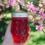 Homemade Redbud Jelly and syrup in jars with redbud flowers